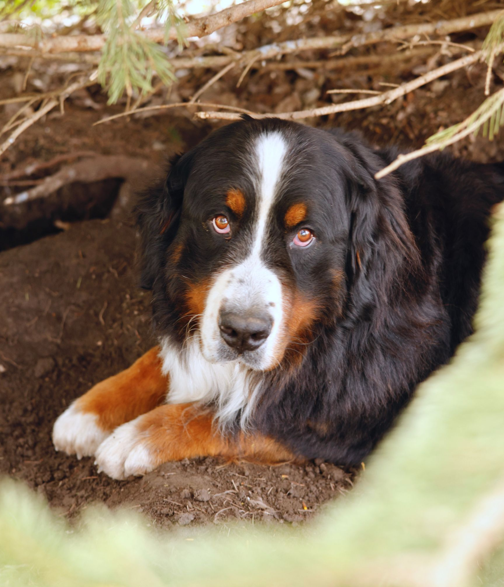 Adult bernese mountain dog playing in the snow
