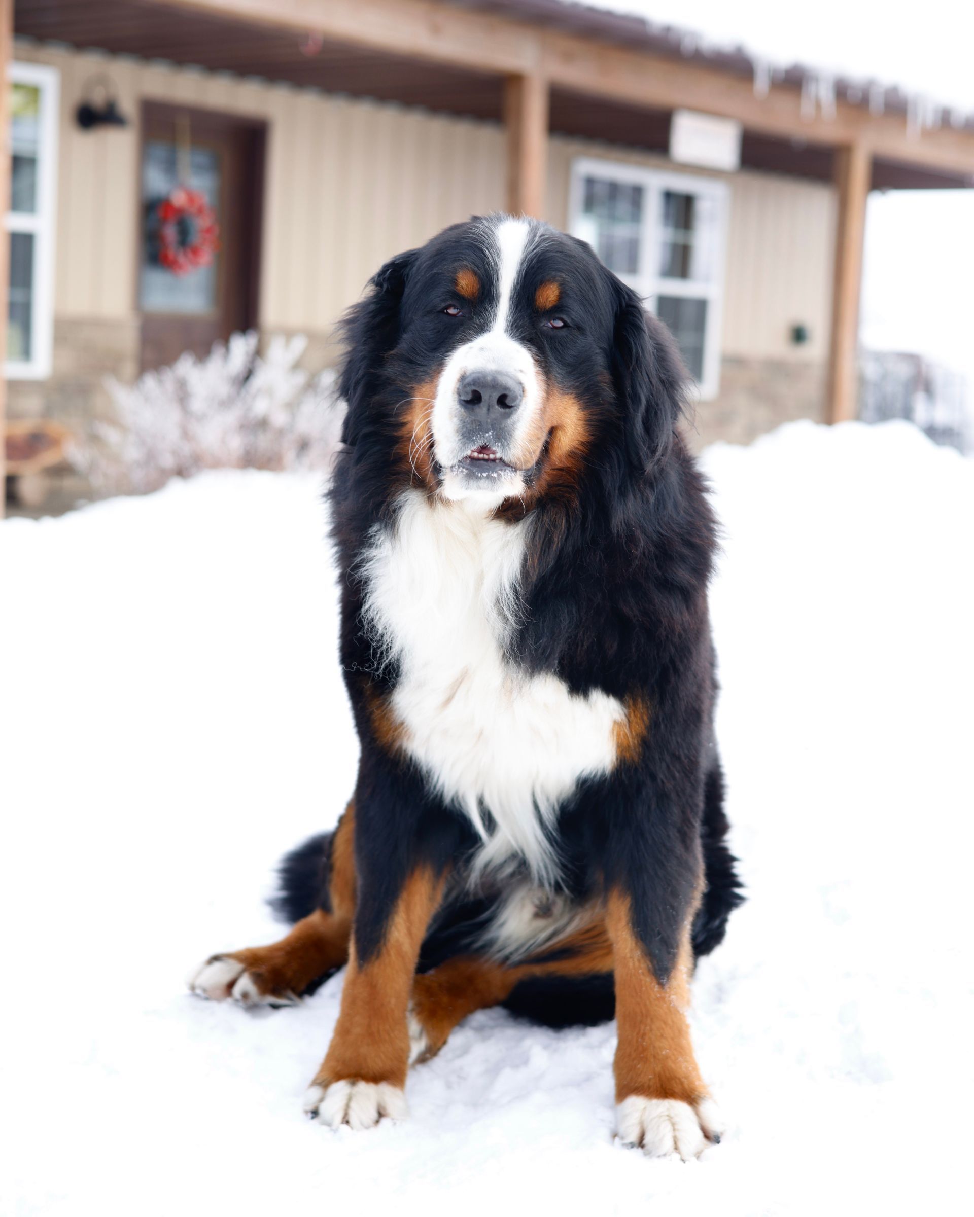Bernese Mountain Dog Stud with health-tested pedigree