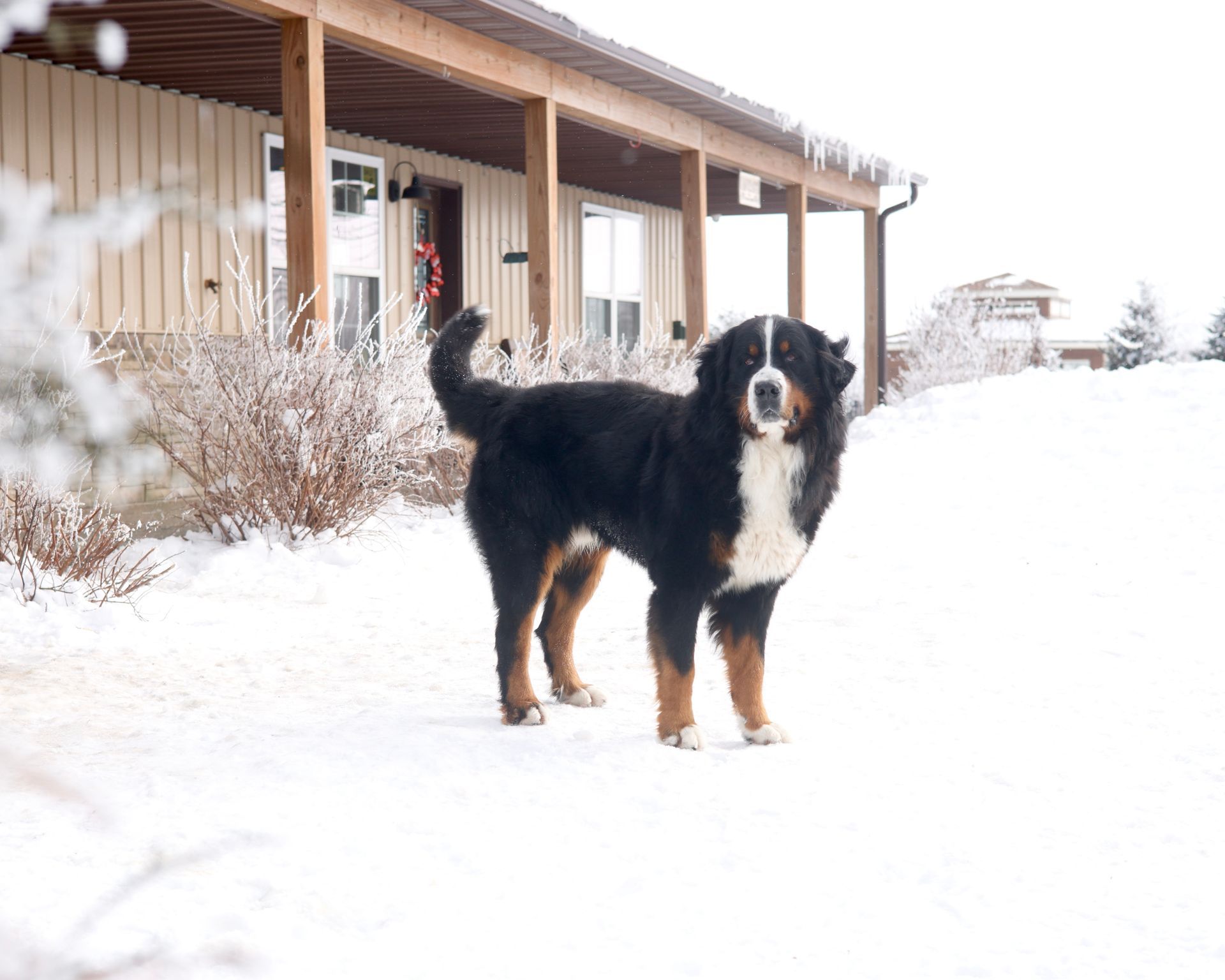 Bernese Mountain Dog sire at Kimberlee's Kennels