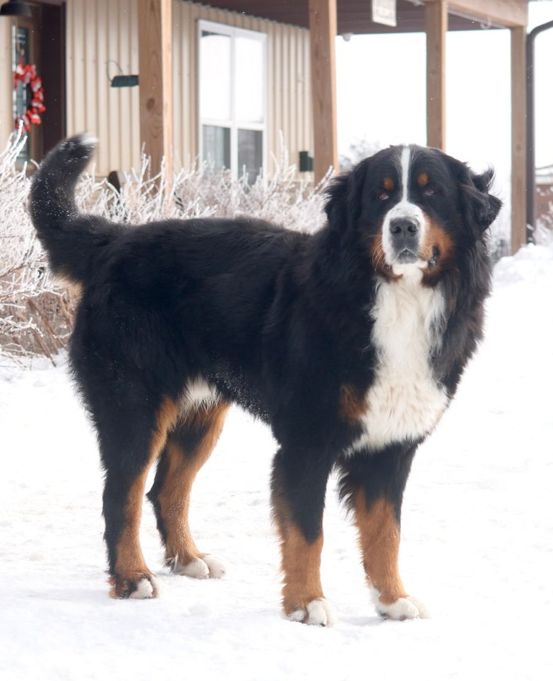 Adult bernese mountain dog playing in the snow