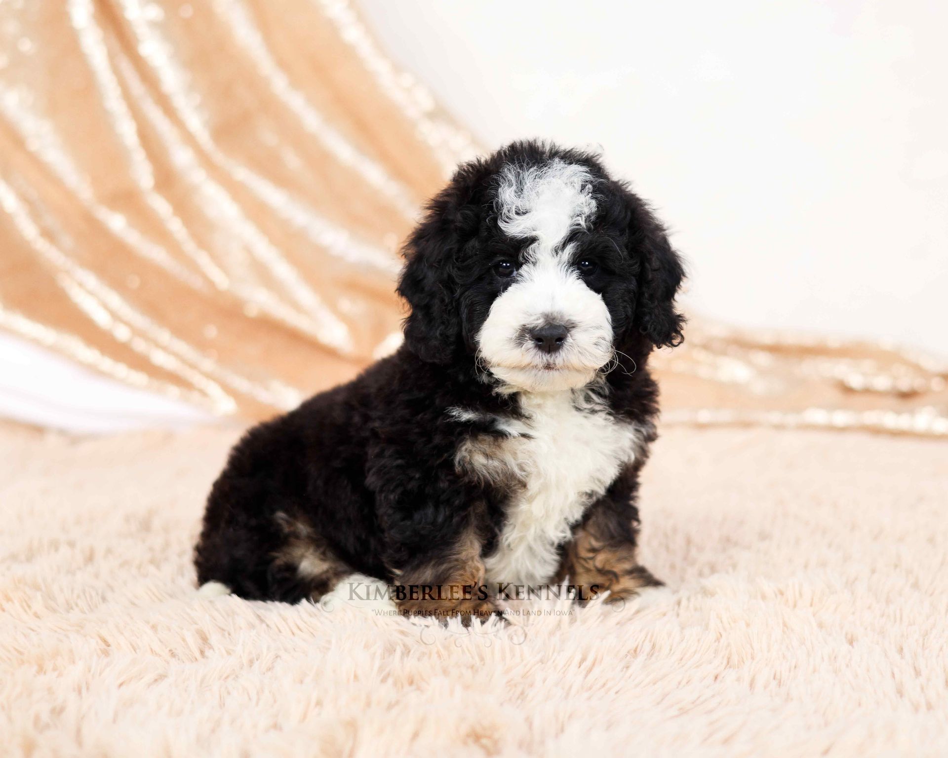 three week old tricolor mini bernedoodle sitting on a champagne sparkly background