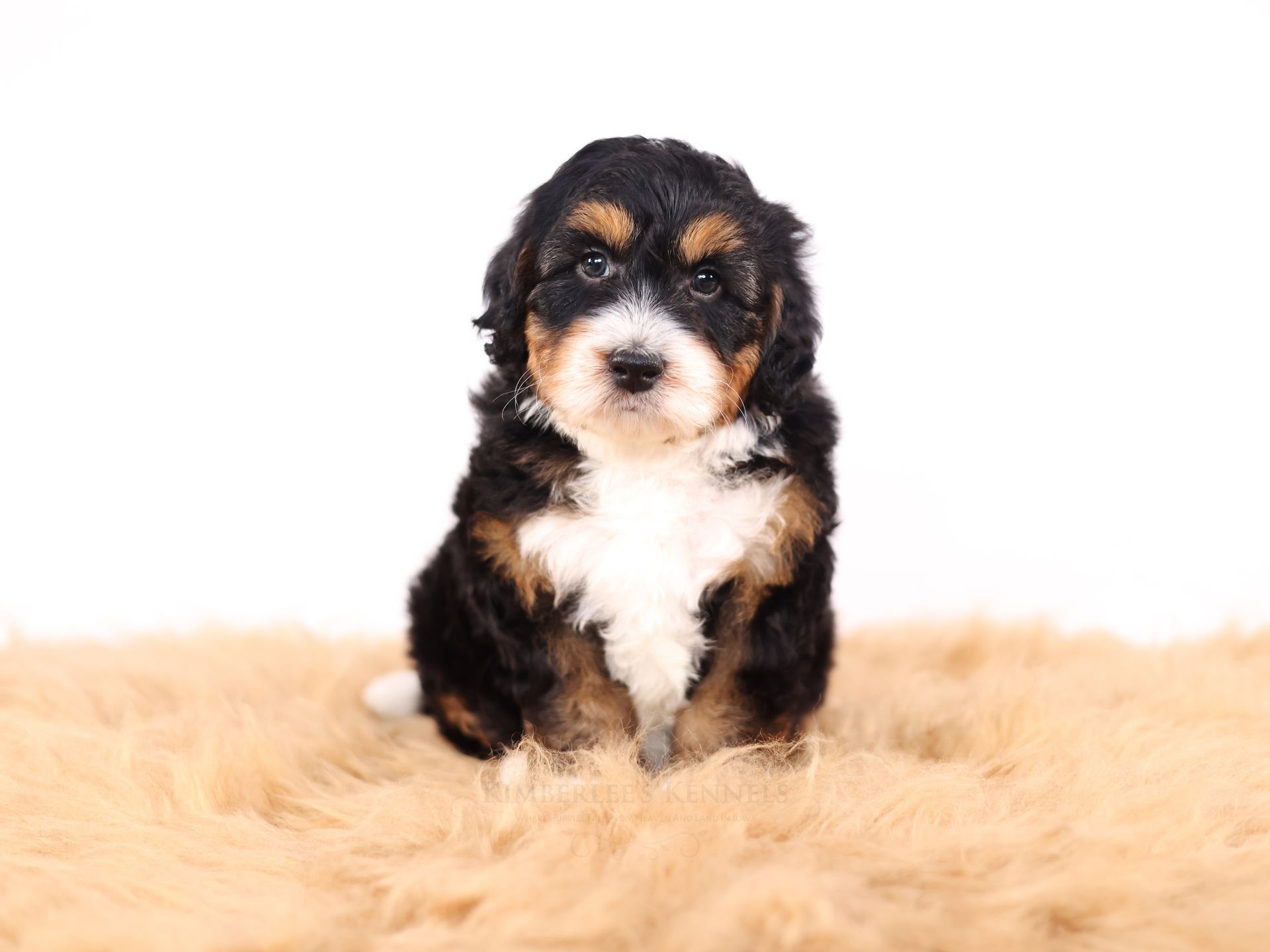 Miniature bernedoodle puppy, ethical dog breeder
