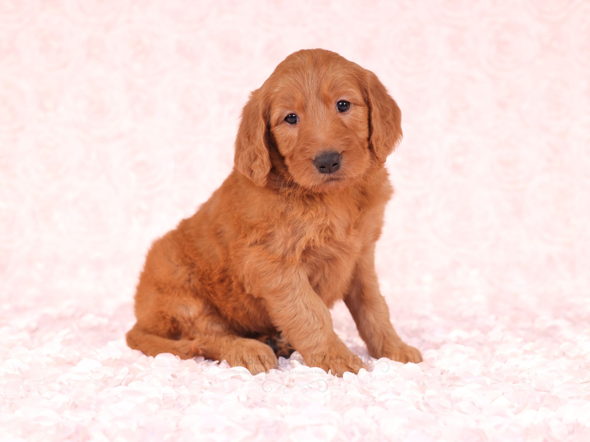 cute female goldendoodle puppy with pink background