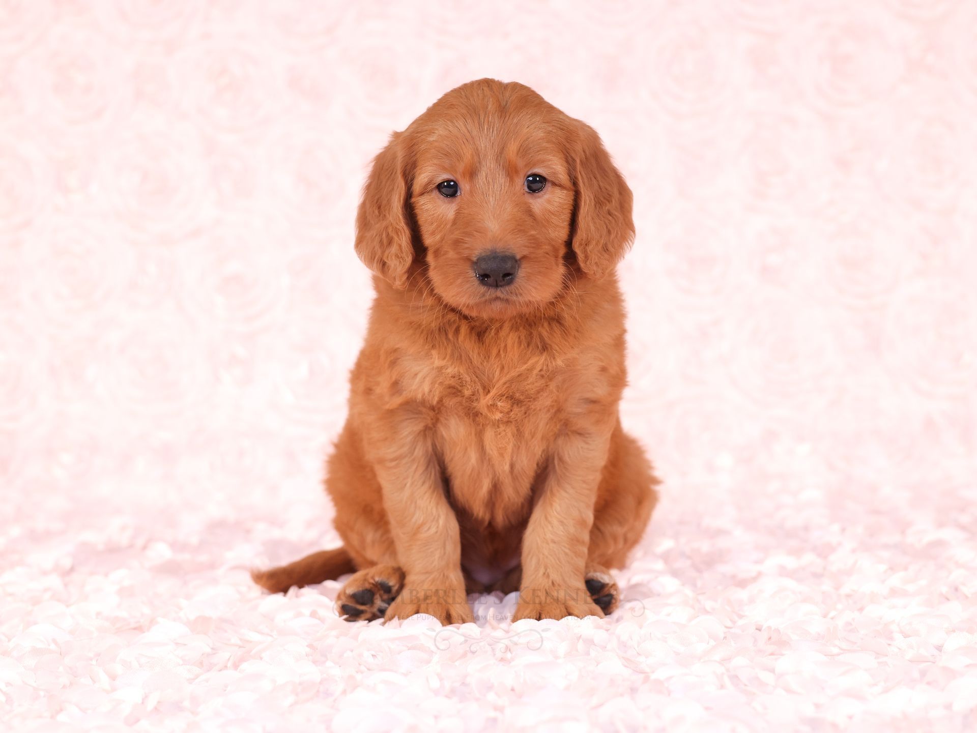 5 week old standard goldendoodle puppy with pink background