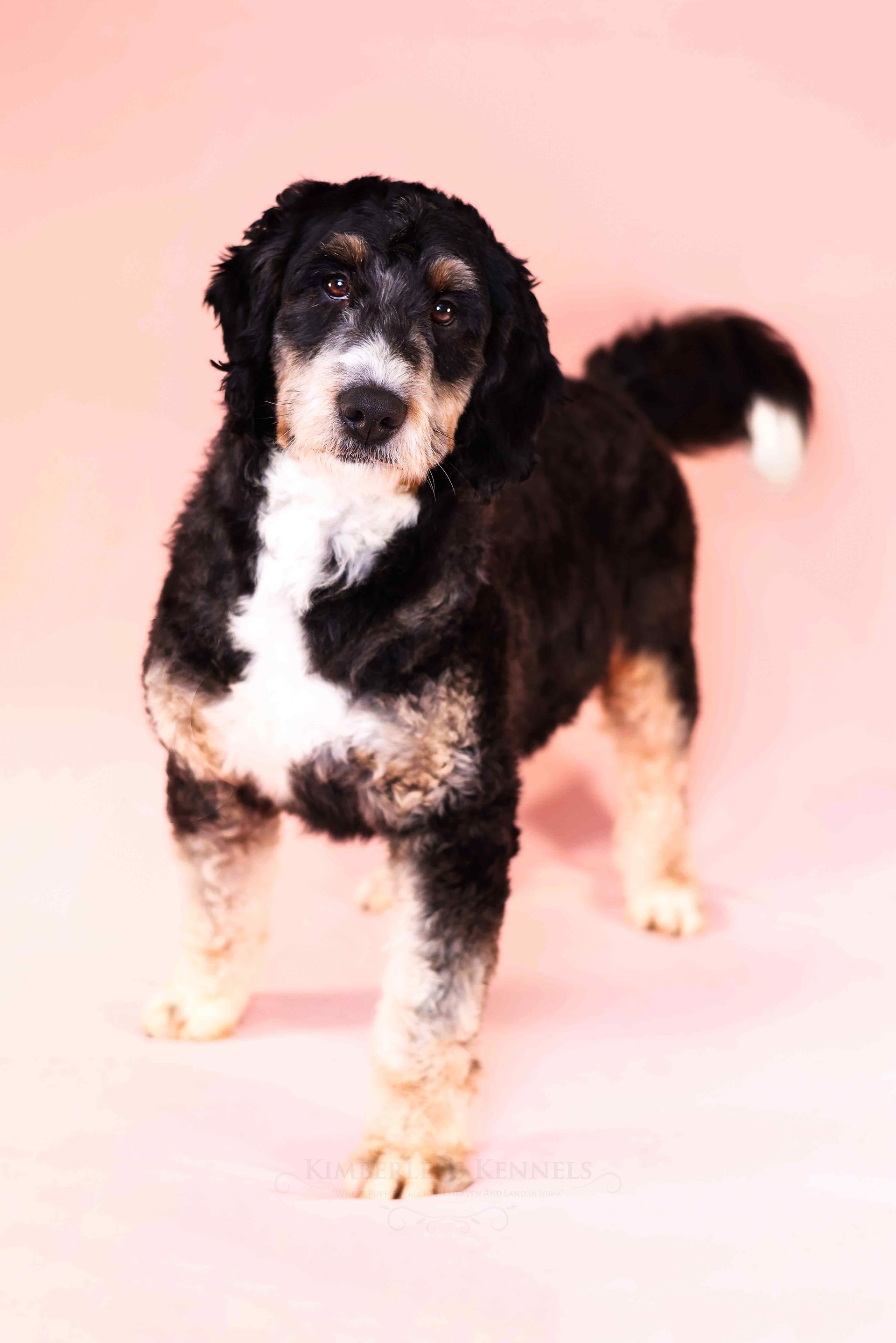 Adult miniature F1 bernedoodle standing in front of a pink background