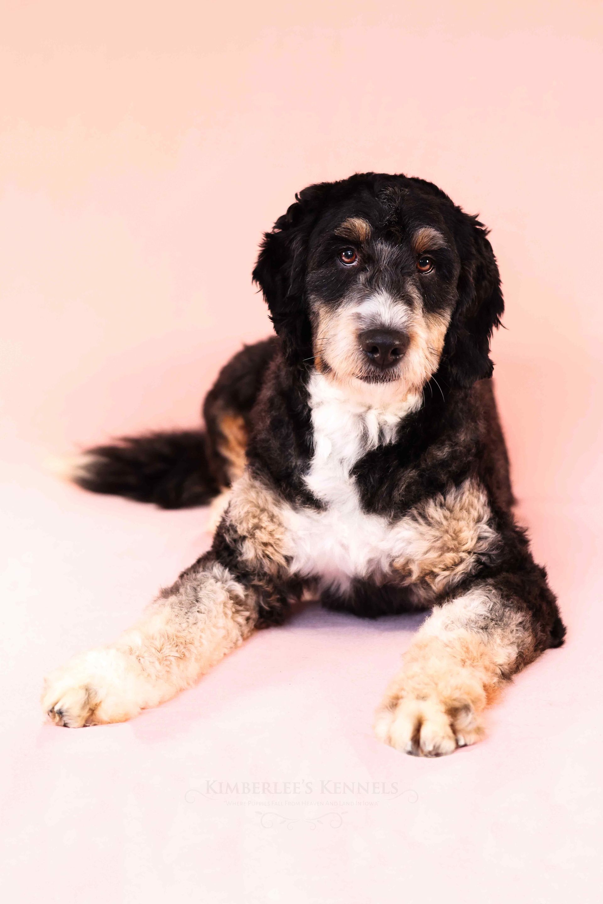 Adult tricolor mini F1 bernedoodle standing in front of a pink background