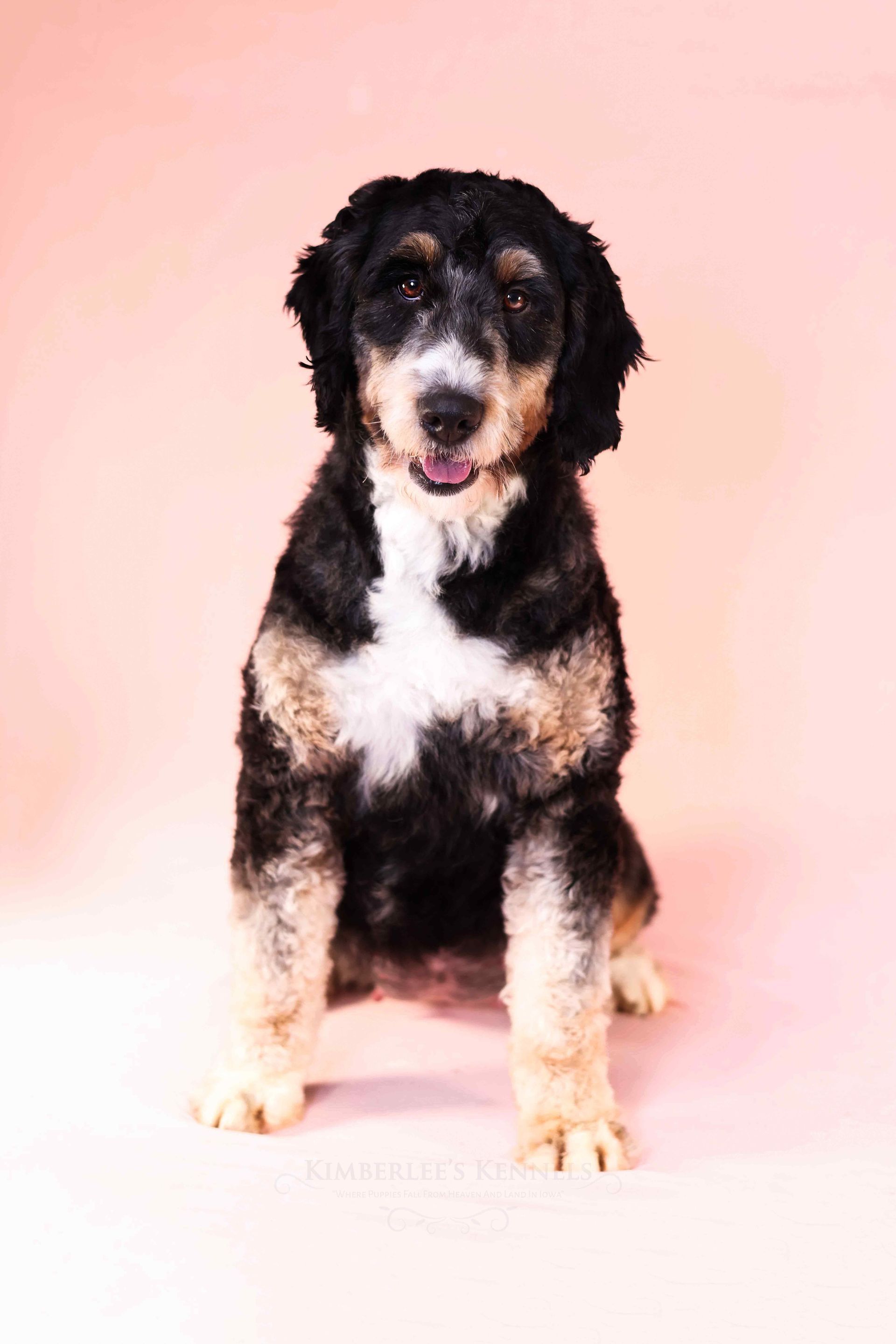 Adult tricolor mini bernedoodle sitting in front of a pink background