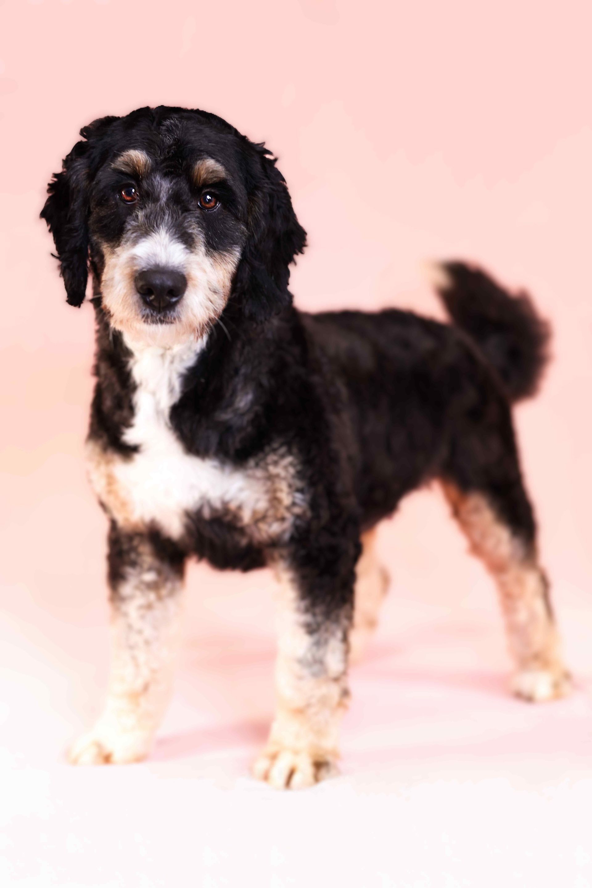 Fully matured mini bernedoodle standing in front of a pink background