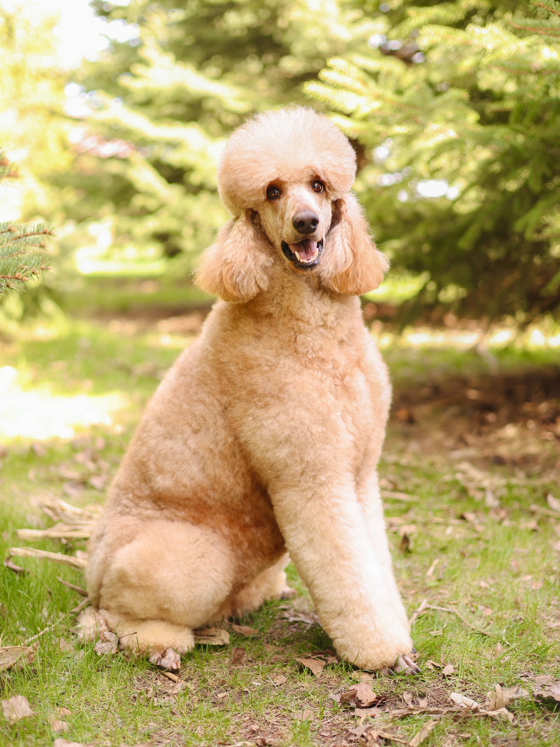 Red AKC standard poodle outside