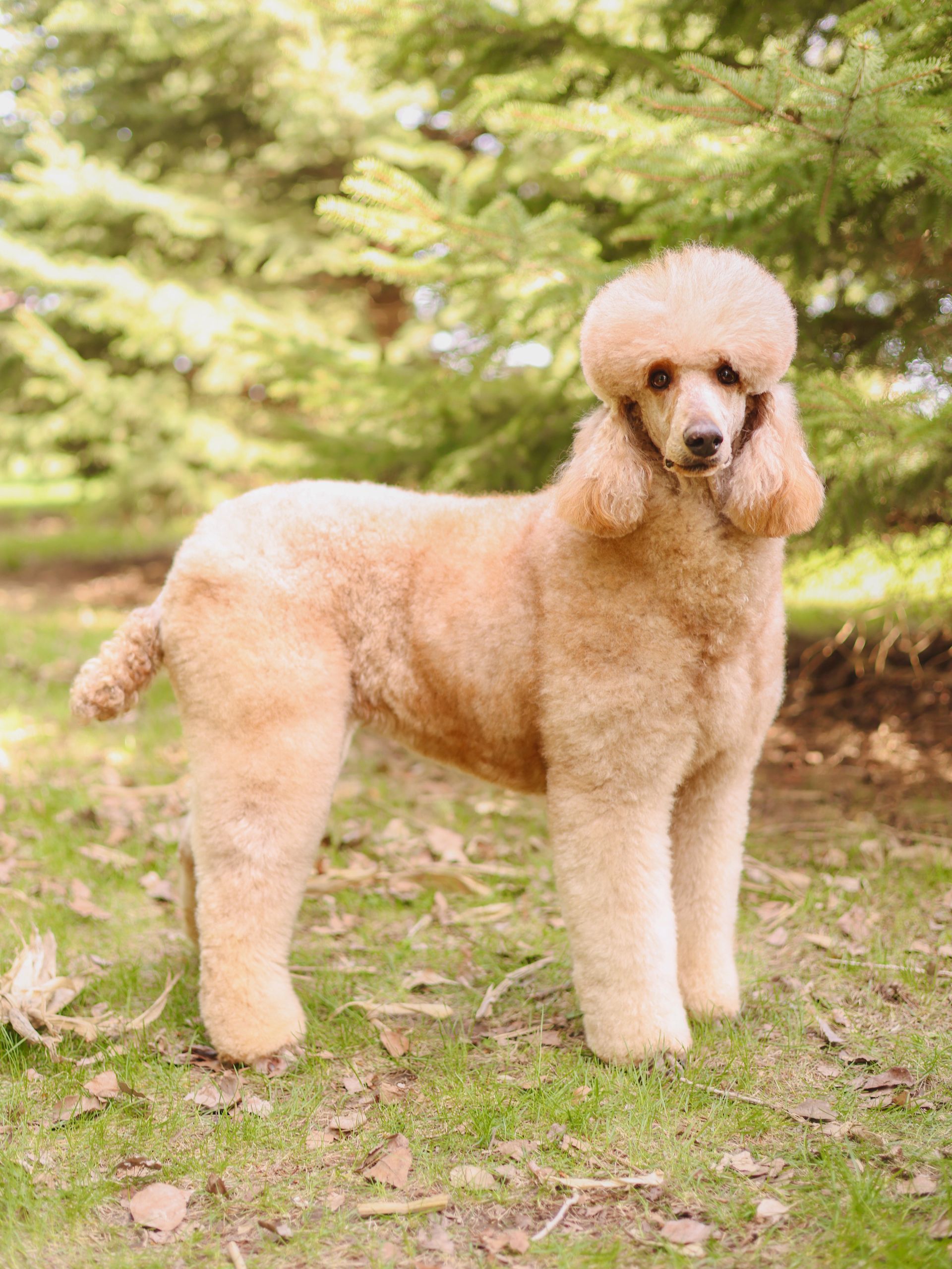 Red AKC standard poodle outside