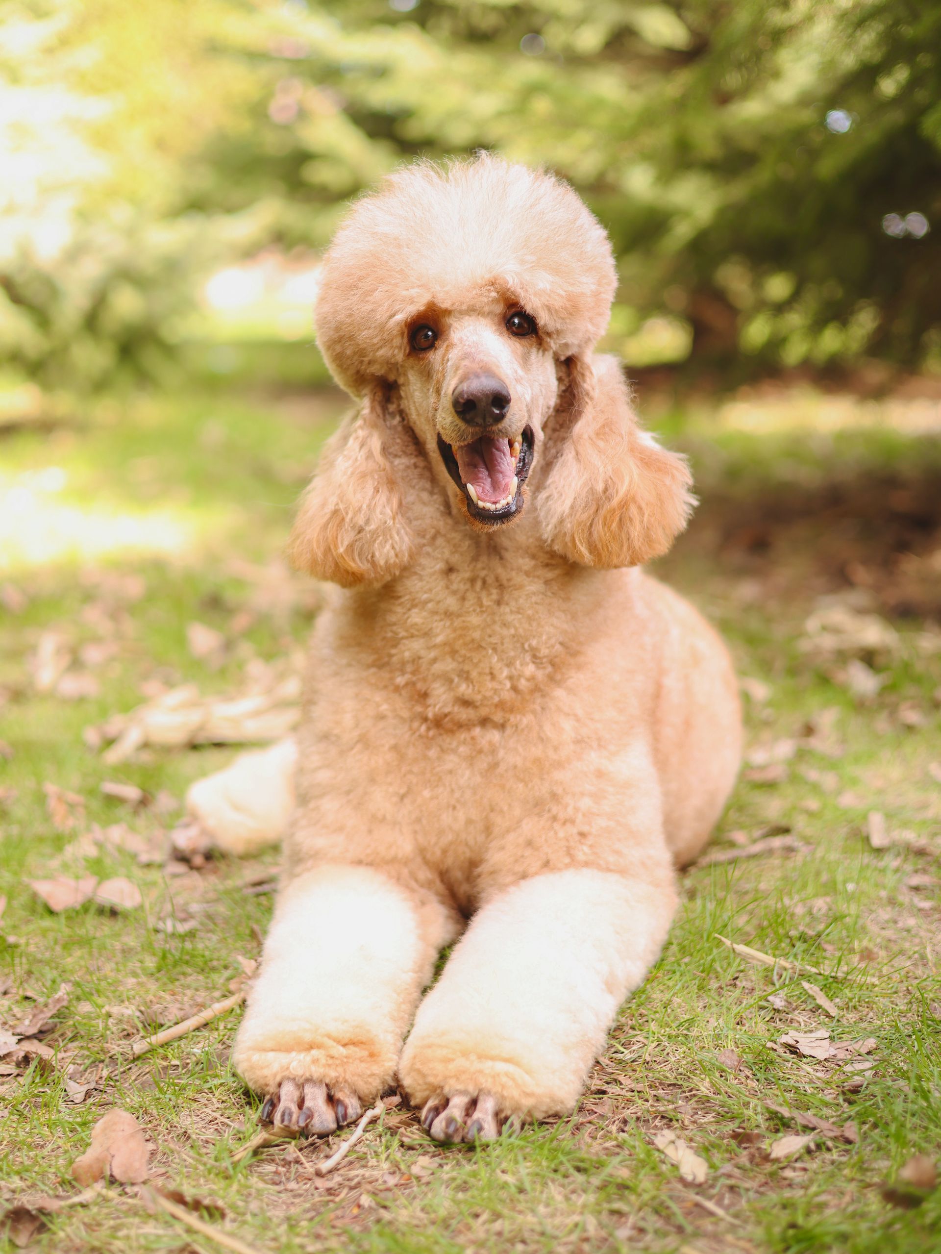 Red AKC standard poodle outside