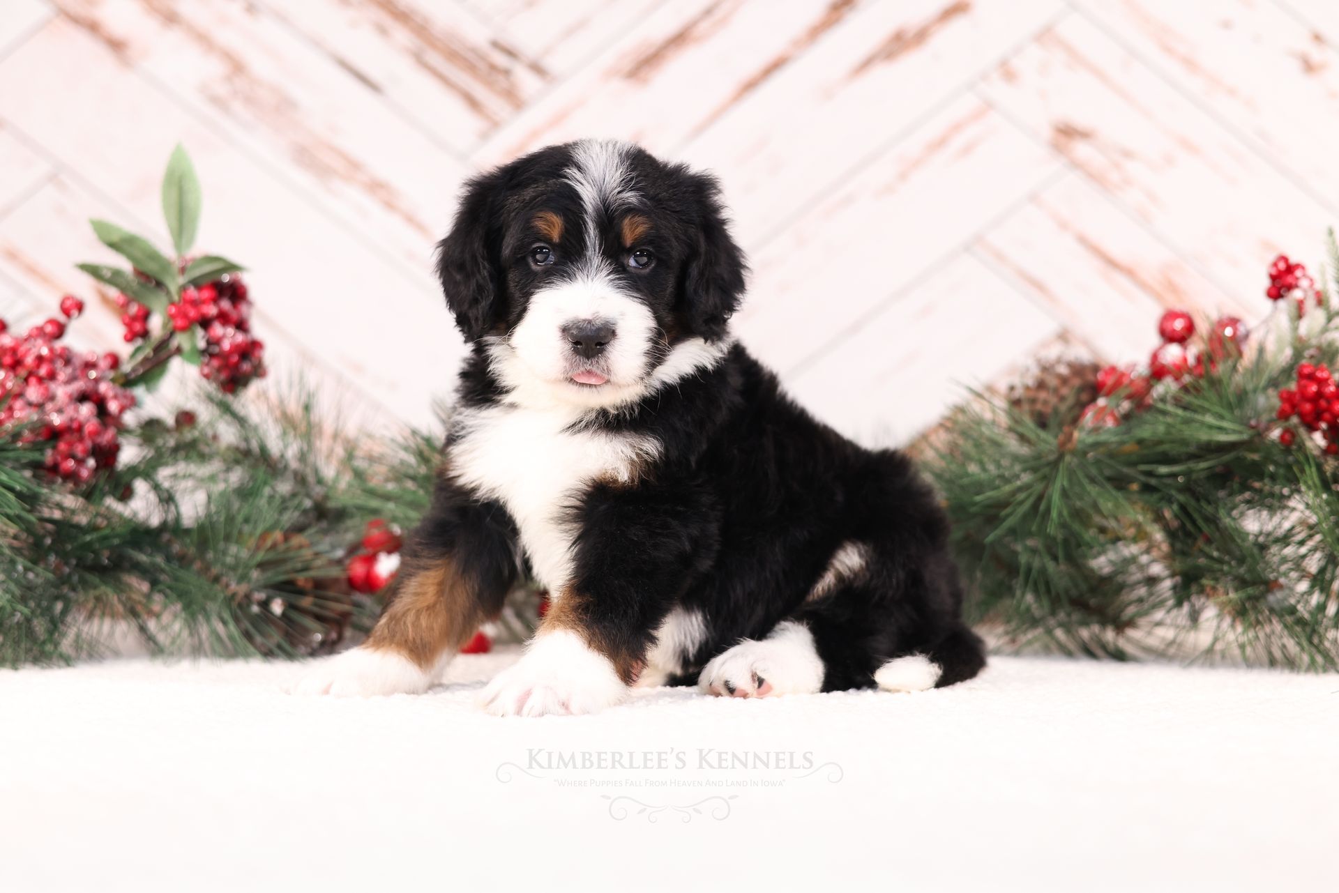 Therapy dog puppies, standard size tri-colored bernedoodle puppy