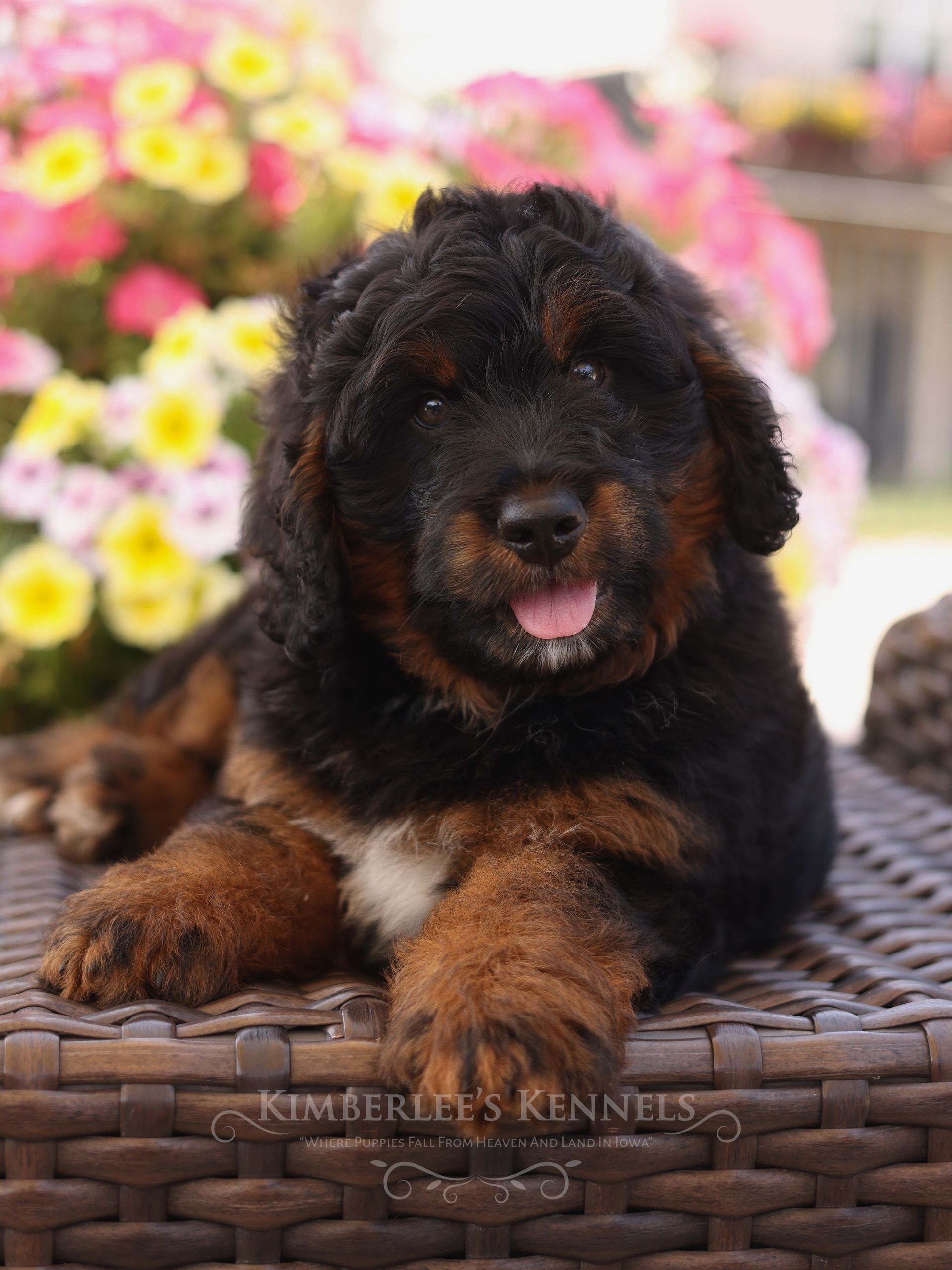 Miniature Bernedoodle puppy, bernedoodle breeder
