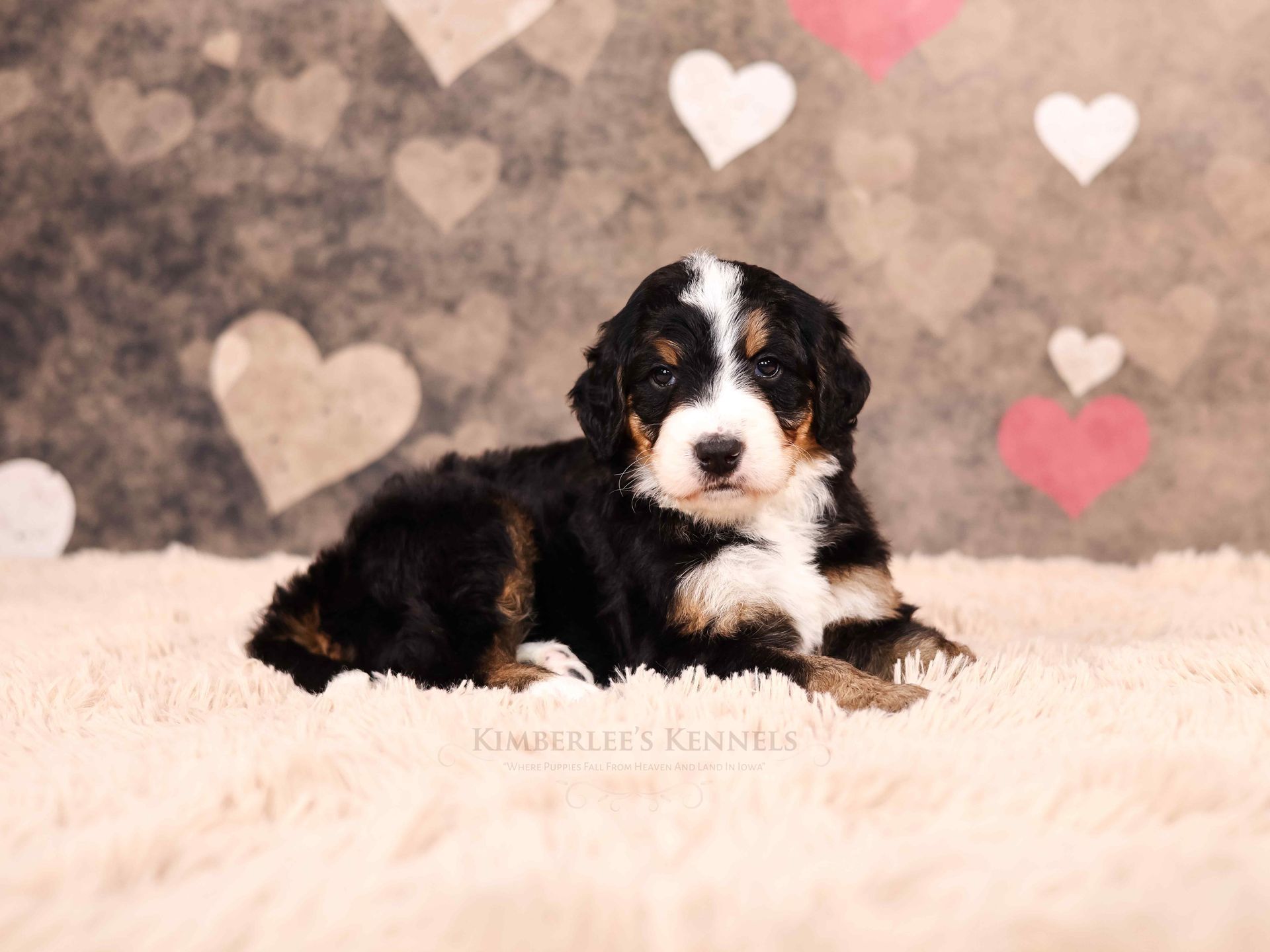 three week old mini F1 bernedoodle puppy laying on a white fluffy blanket
