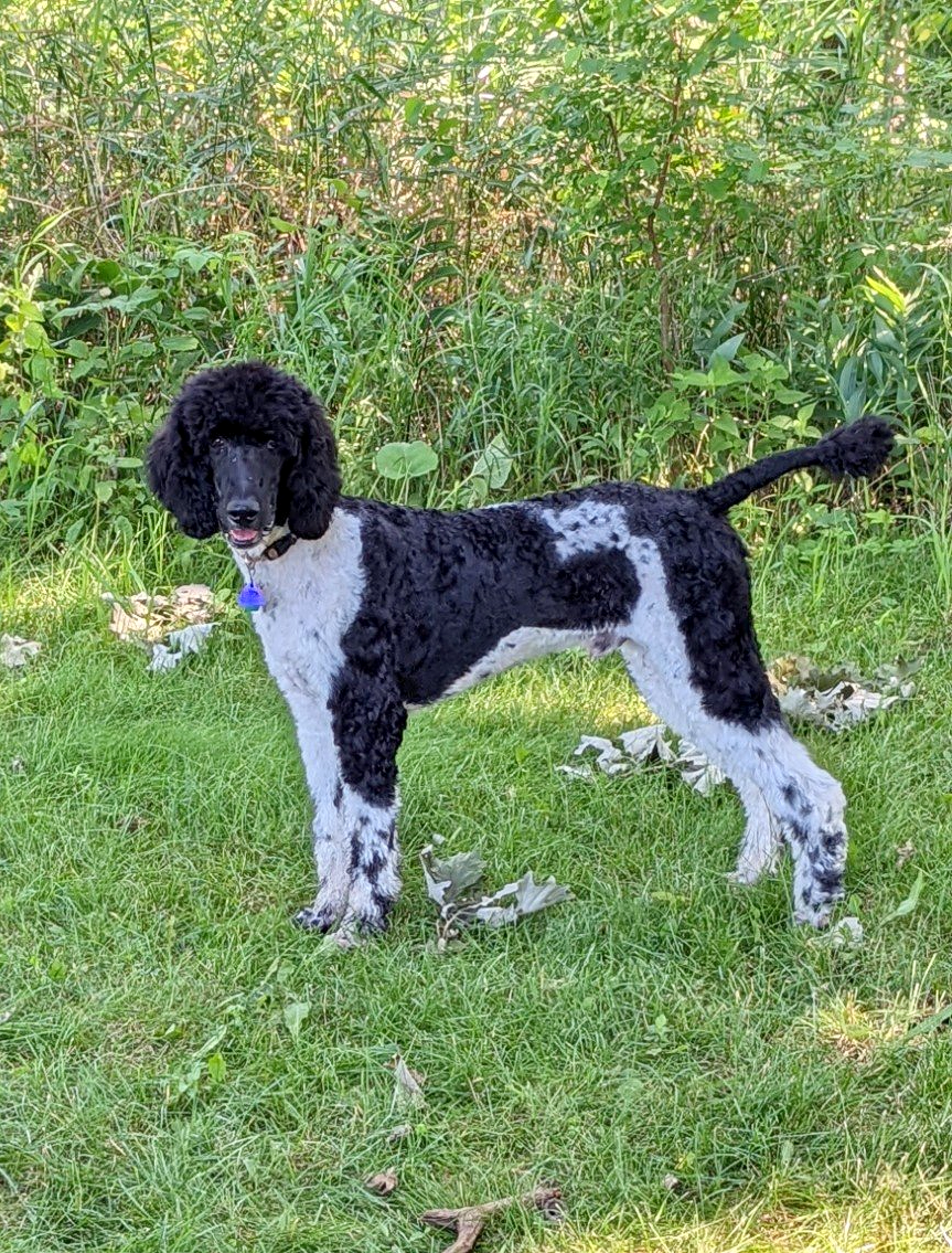 Black and white adult poodle playing in tall grass