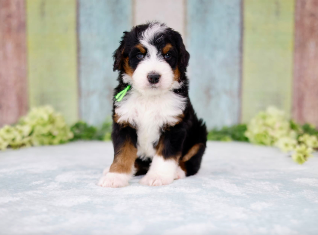 three week old tricolor standard bernedoodle puppy sitting in front of a multicolored wall