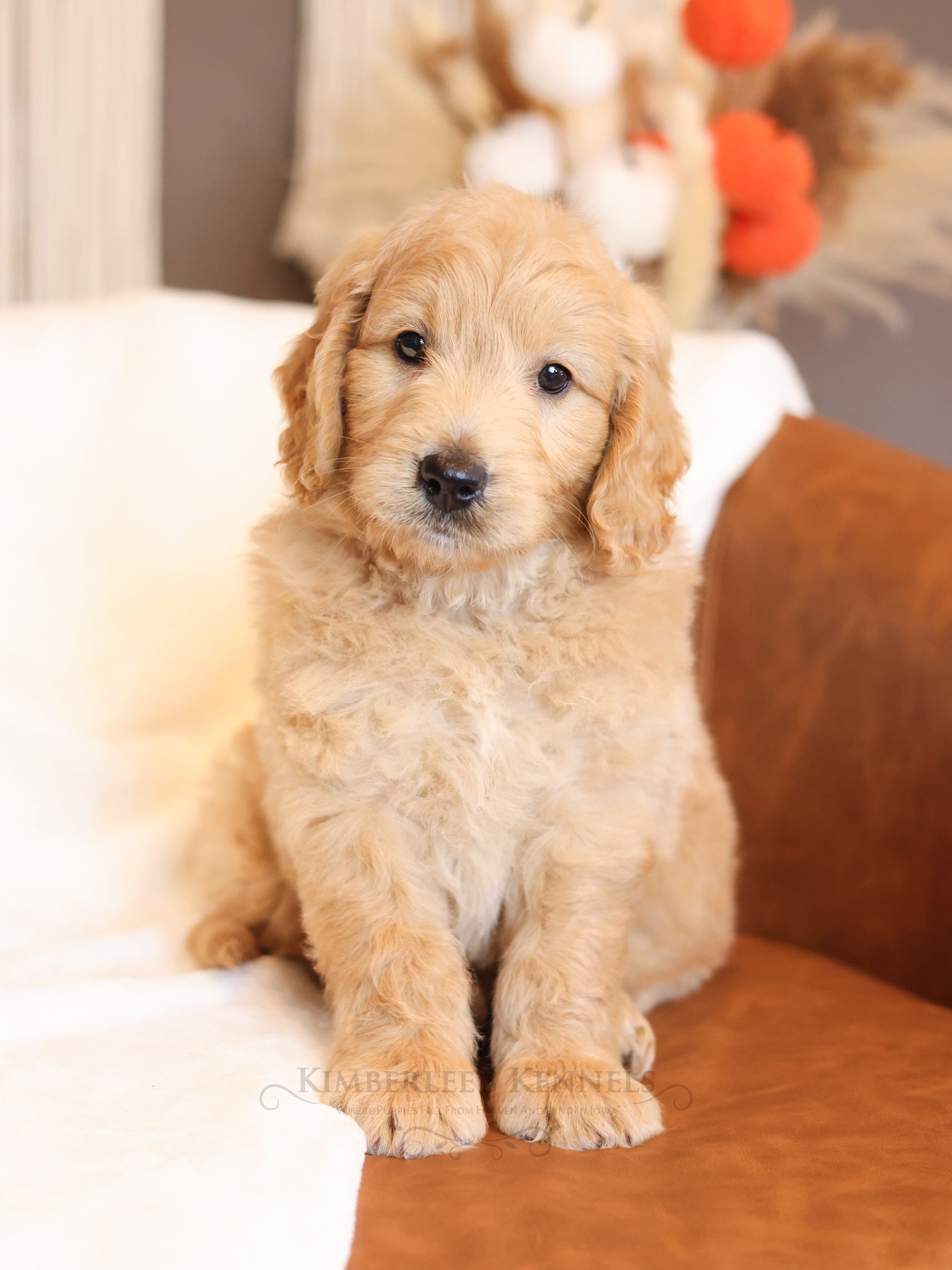 five week old mini englishdoodle puppy sitting in a leather chair