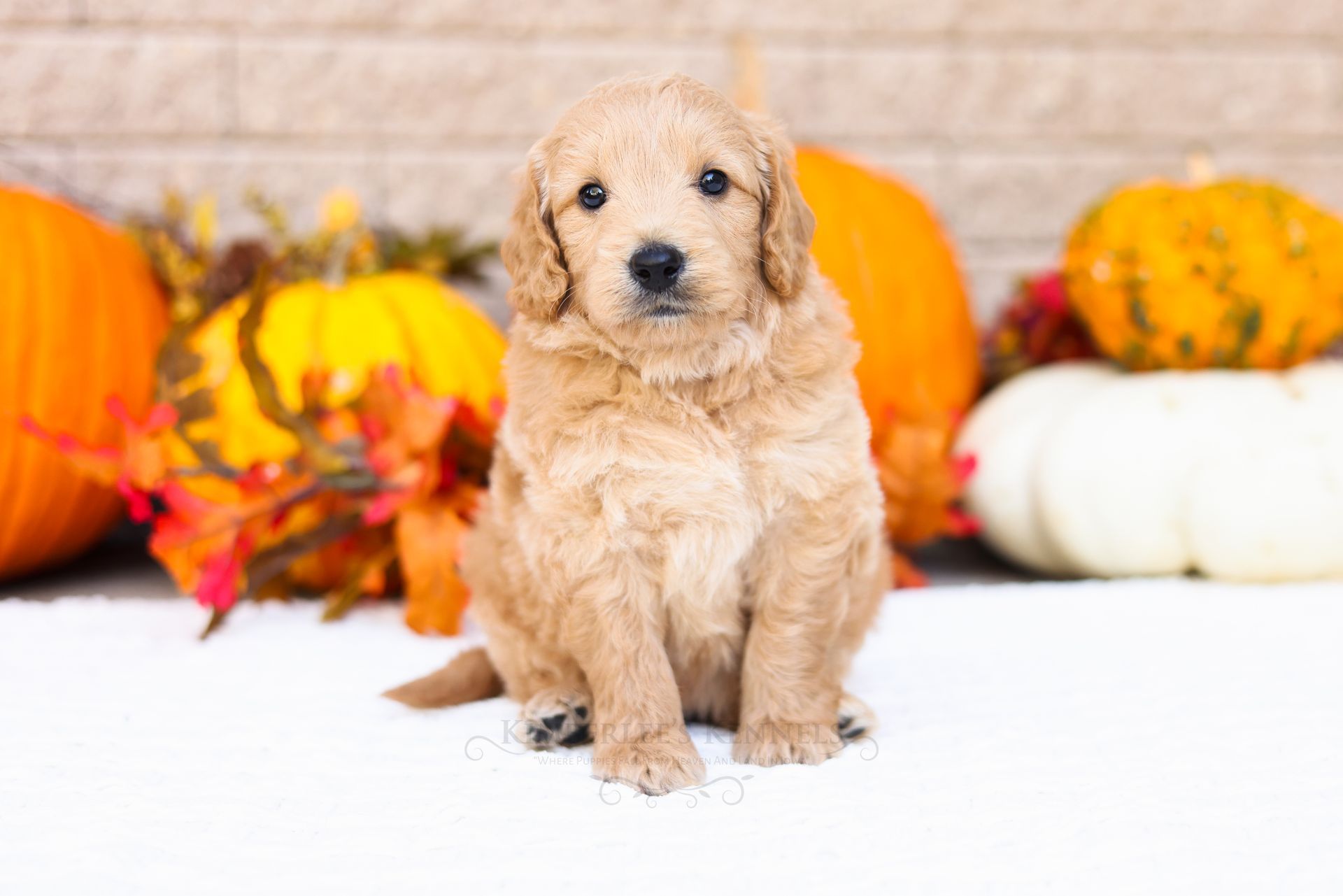 Mini englishdoodle puppy with wavy coat fall themed background