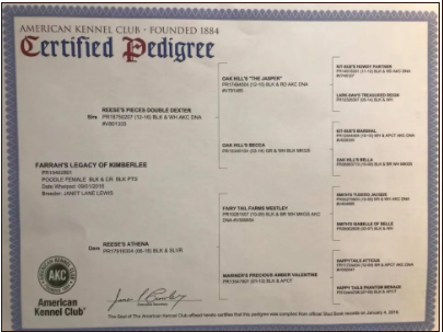 AKC Certified Pedigree for a standard female pedigree