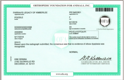 OFA testing for a standard poodle