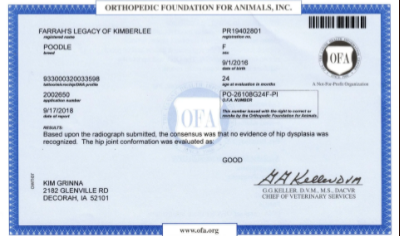 OFA results for a standard female poodle