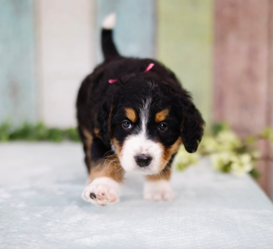 three week old tricolor standard bernedoodle puppy playing in front of a painted wooden wall