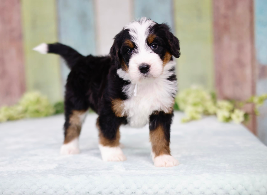 five week old tricolor bernedoodle puppy standing in front of a painted wooden wall