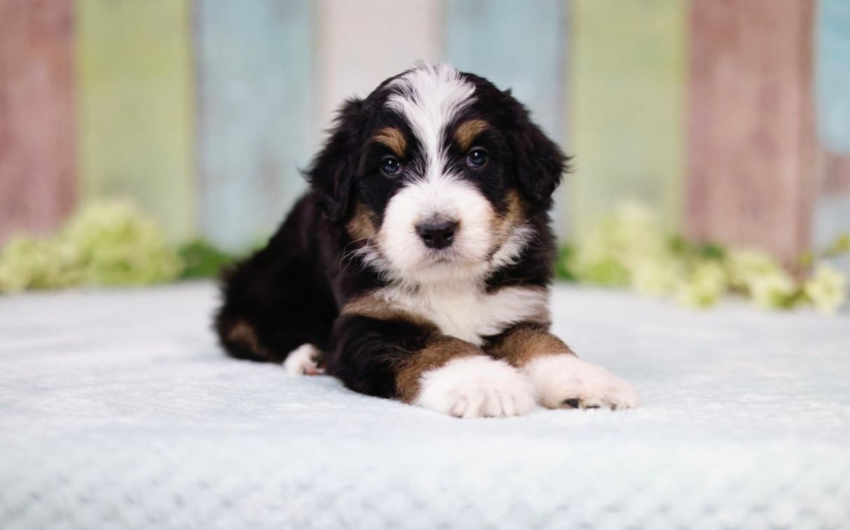 five week old standard bernedoodle puppy laying on a blanket