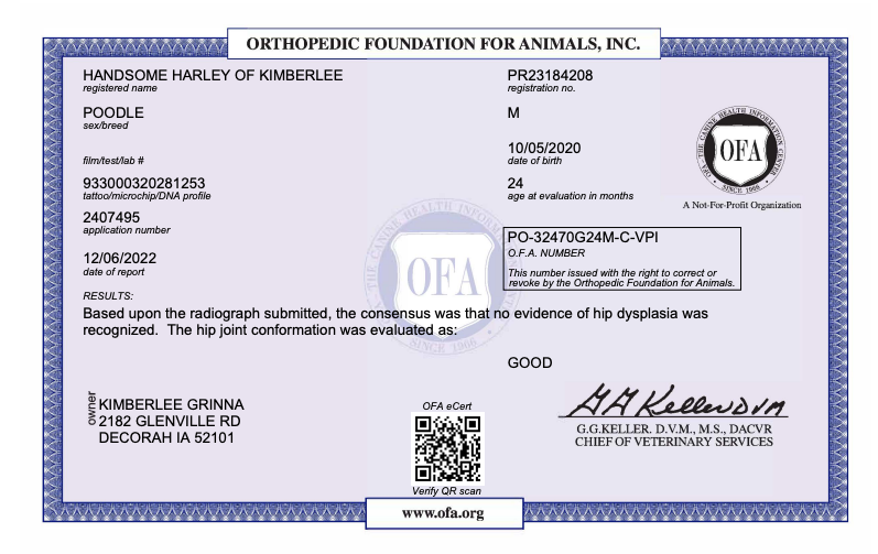 OFA certificate for a mini poodle
