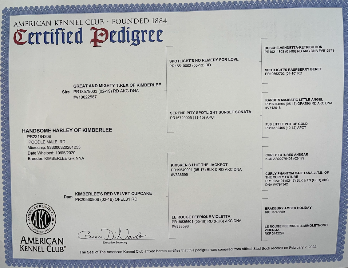 AKC certified pedigree for a miniature red poodle