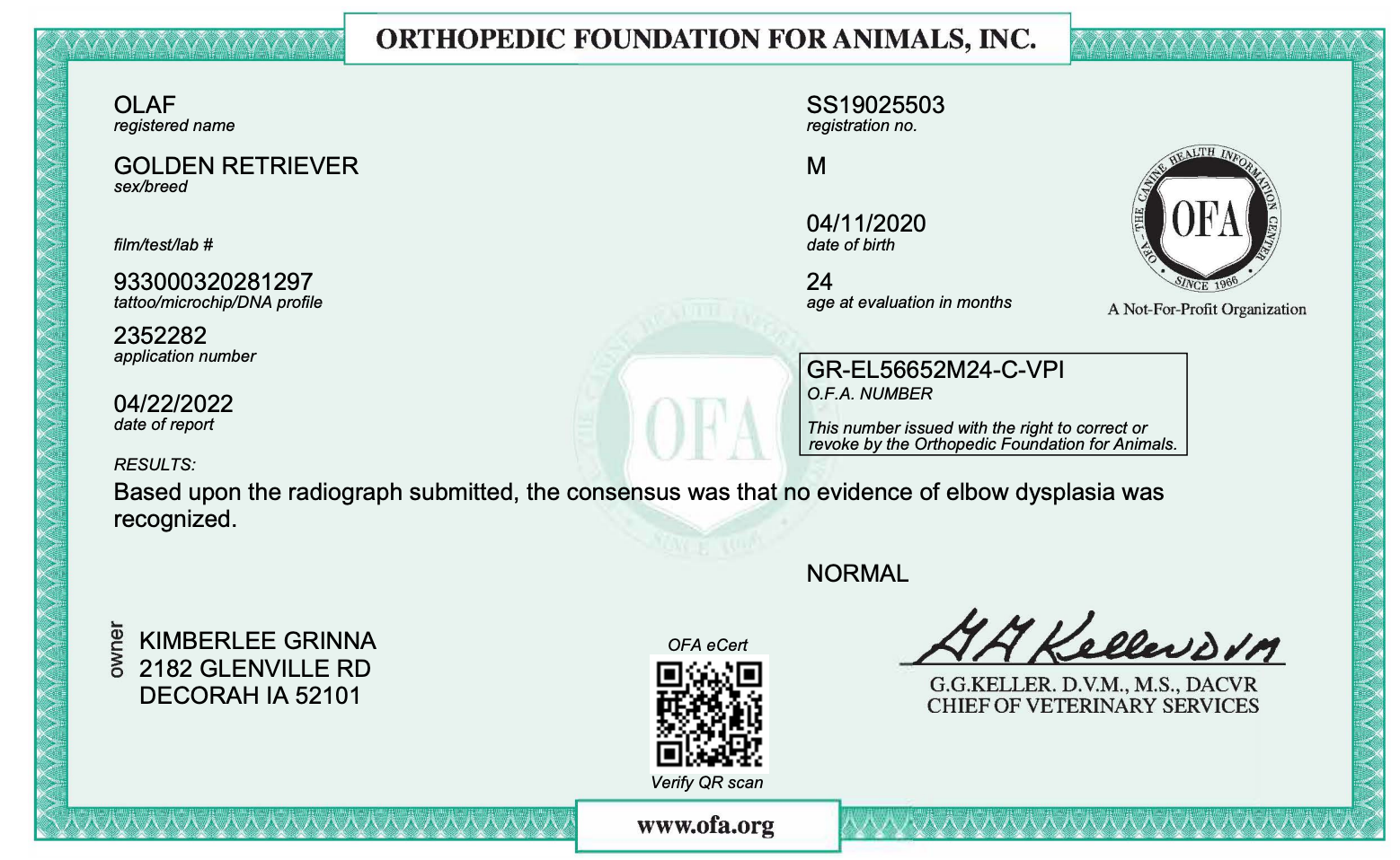 OFA results for a male golden retriever