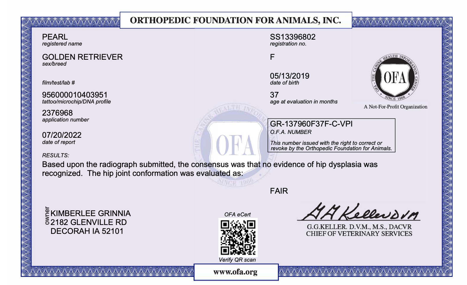 Adult dog OFA testing