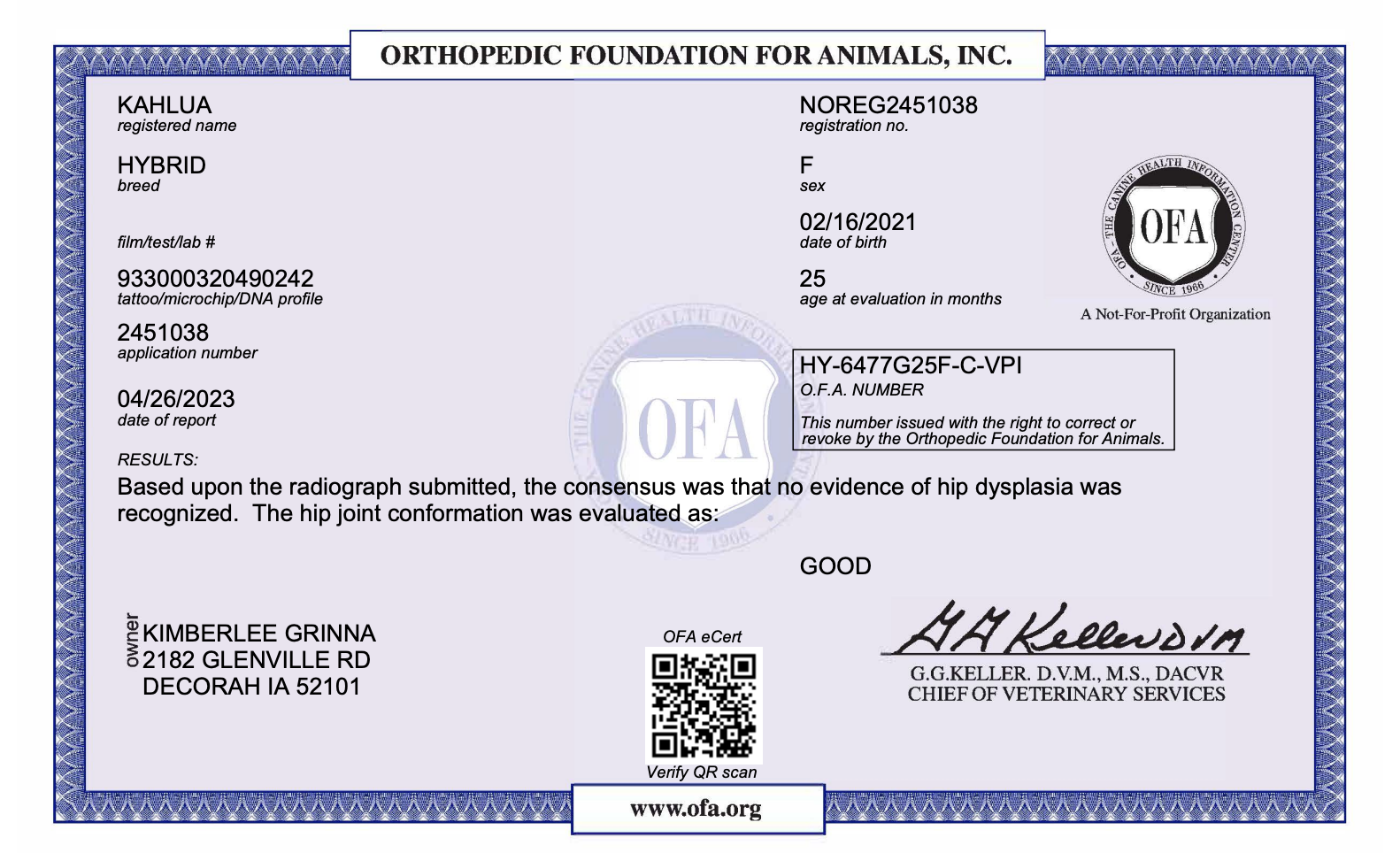 OFA certificate for a female mini bernedoodle
