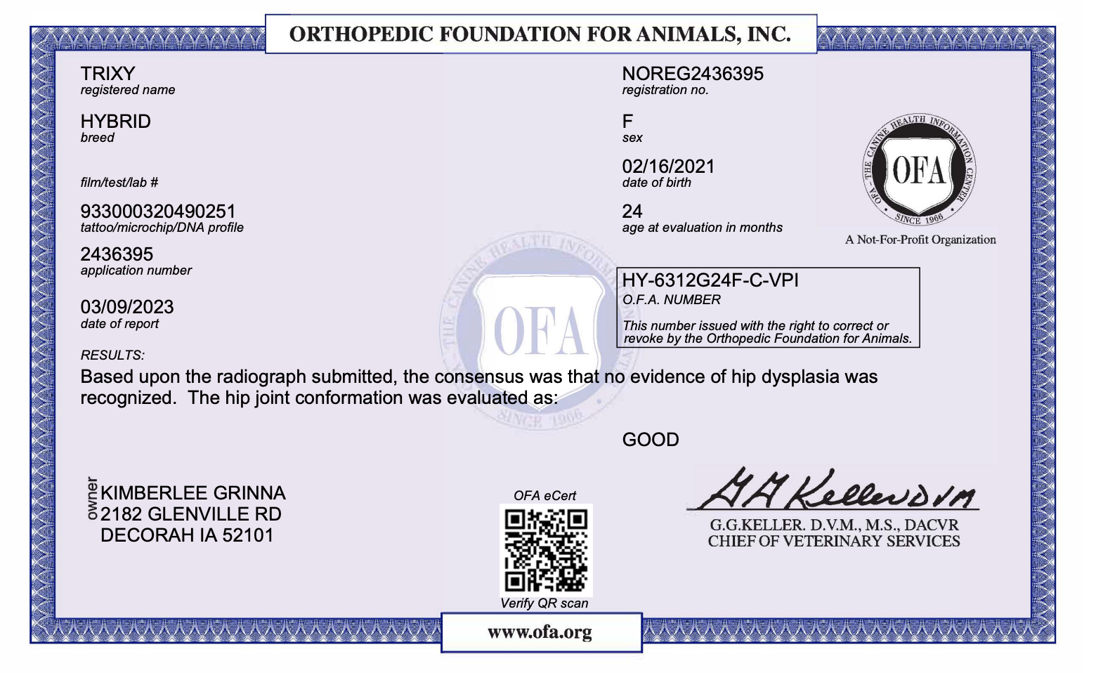OFA certificate for a female mini bernedoodle