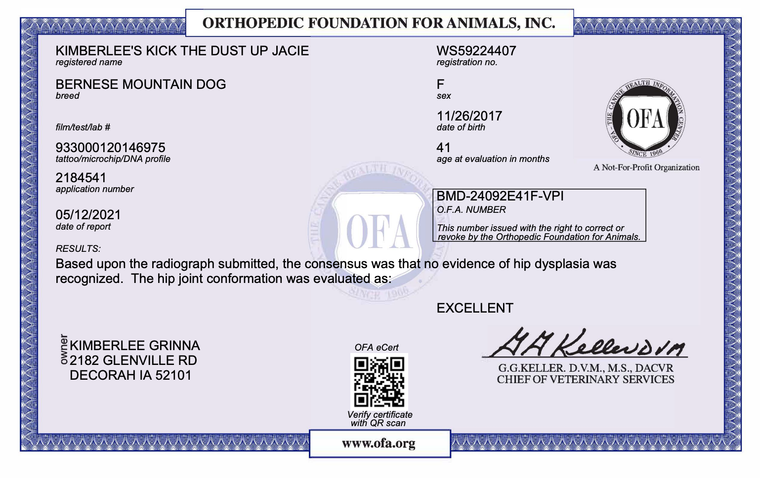 ofa certificate for a bernese mountain dog