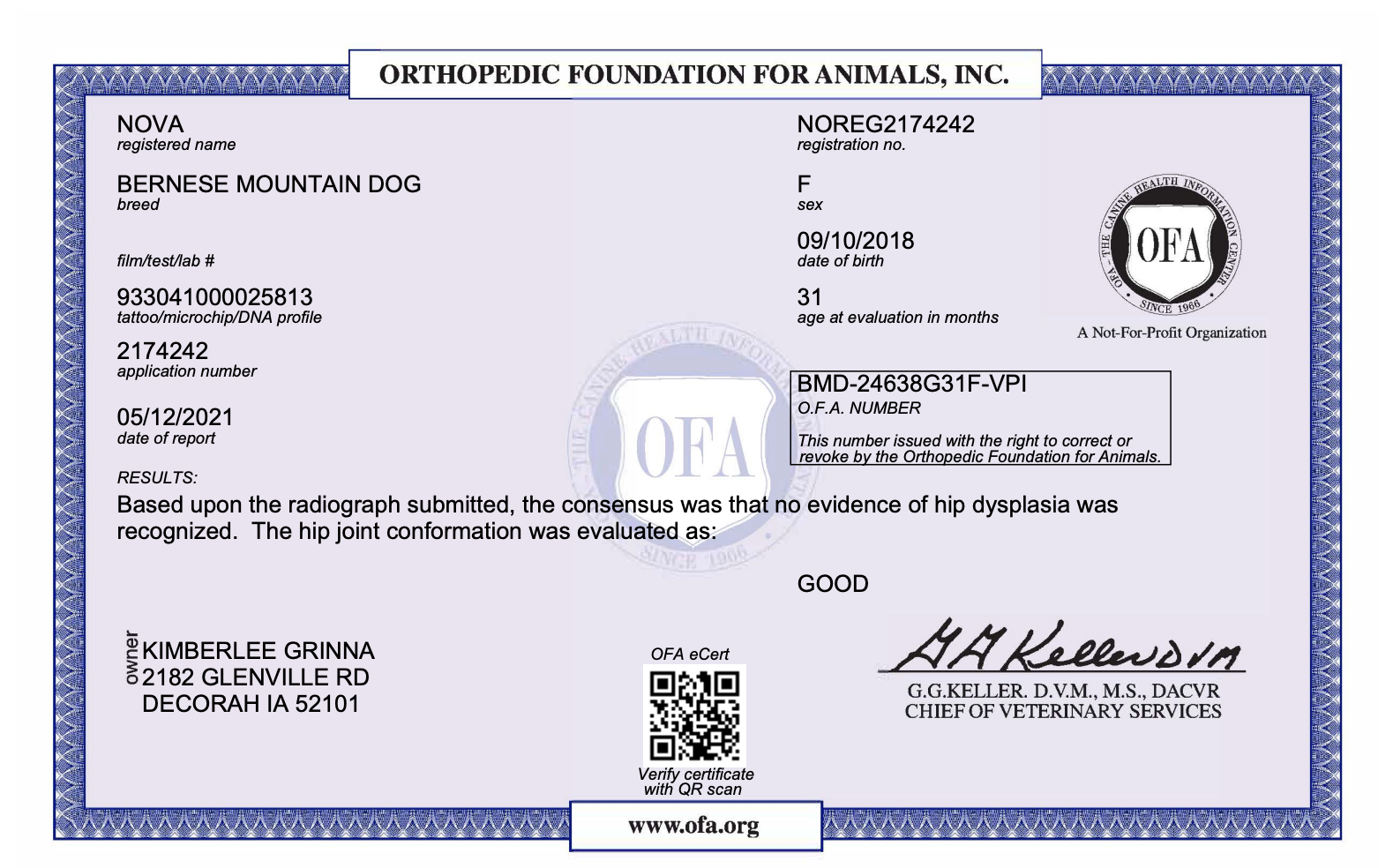OFA certificate for a female Bernese Mountain Dog