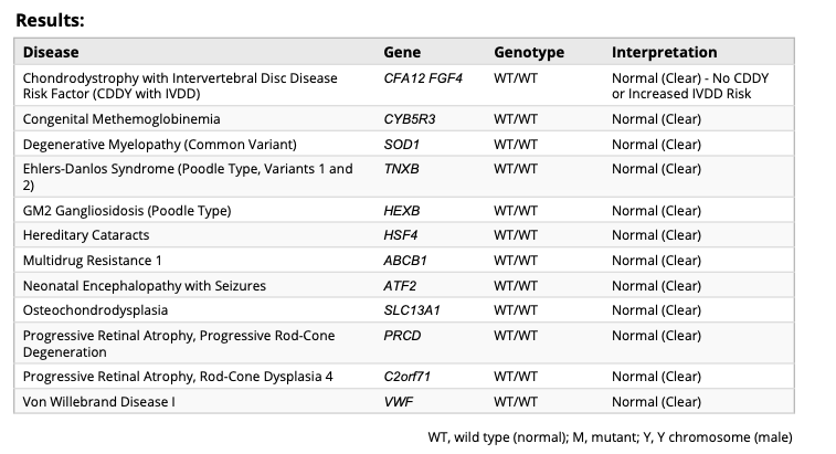 Breed relevant genetic health testing results for a standard poodle