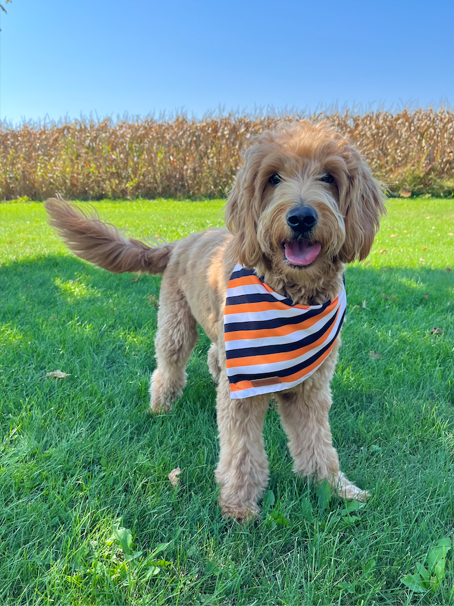 Adult mini F1 englishdoodle with a bandana playing in the backyard