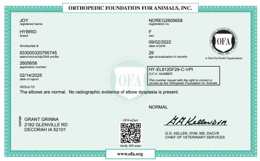 OFA Elbow certification document showing health testing results for a Kimberlee's Kennels Standard Bernedoodle adult 