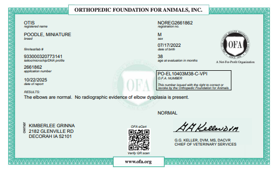 OFA Test results AKC Certified Degree for Parent Dog, ethical health testing