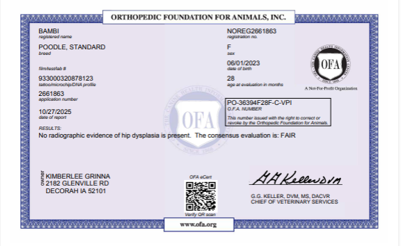 OFA Hip certification document showing health testing results for a Kimberlee's Kennels Standard Poodle adult 