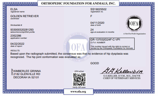OFA results for a female english golden retriever
