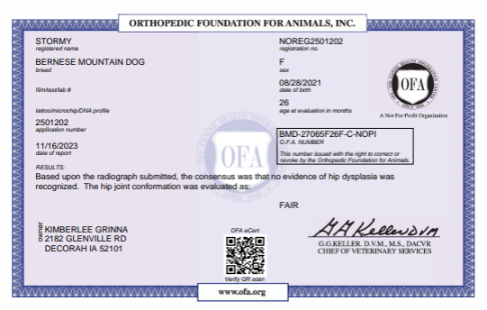 OFA results for an adult bernese mountain dog