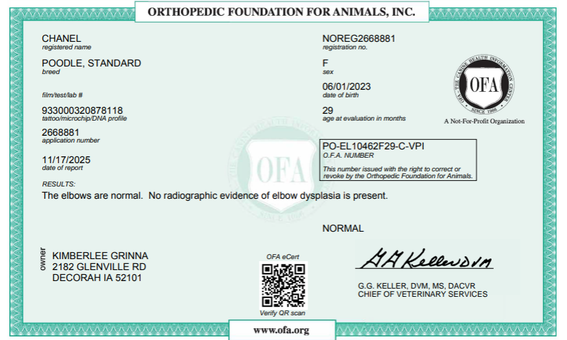 OFA certificate for a standard female poodle
