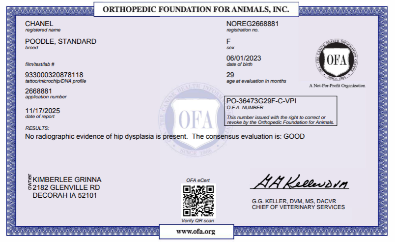 OFA certificate for a standard female poodle