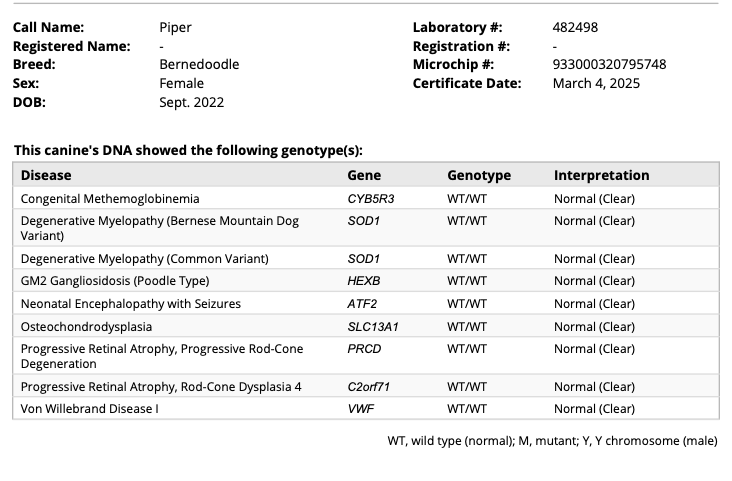 Breed relevant genetic health testing for a standard female bernedoodle