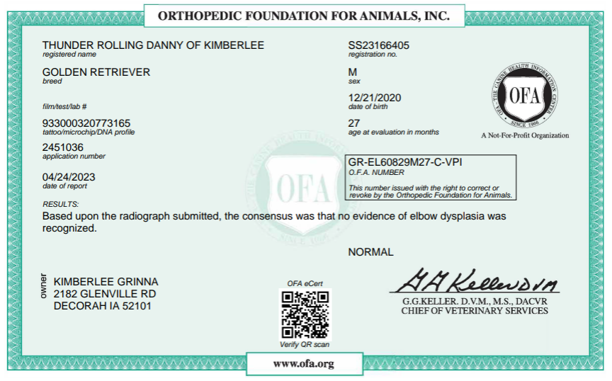 OFA results for a male golden retriever