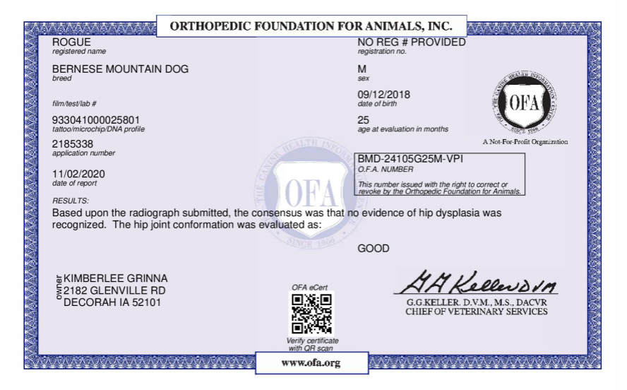 OFA Testing AKC Certified Degree for Parent Dog, ethical health testing 
