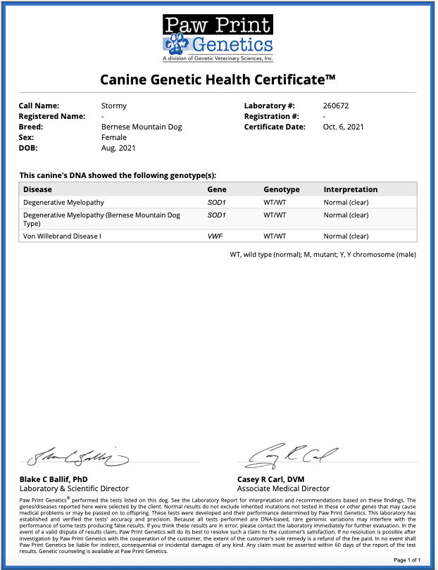 Breed relevant genetic health test results for a Bernese Mountain Dog