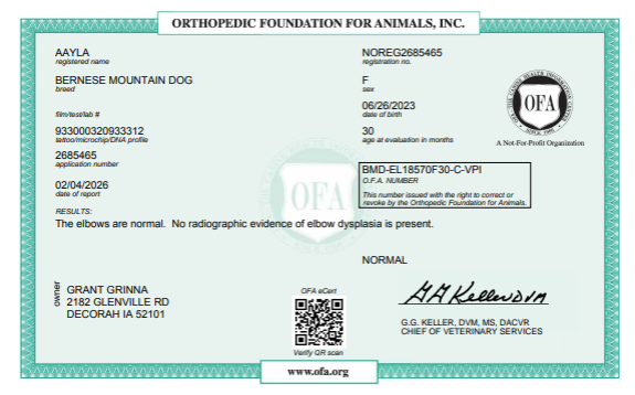 OFA results for a Bernese Mountain Dog